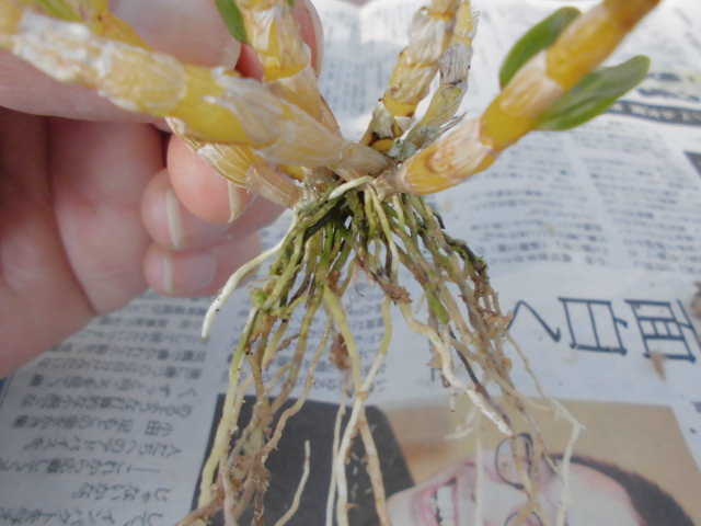 f0318967_17384779.jpg