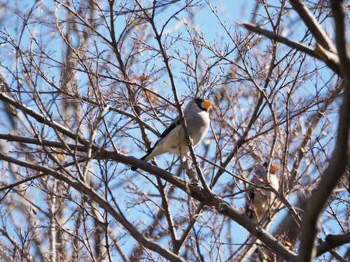 冬の鳥撮り_e0305074_22342523.jpg