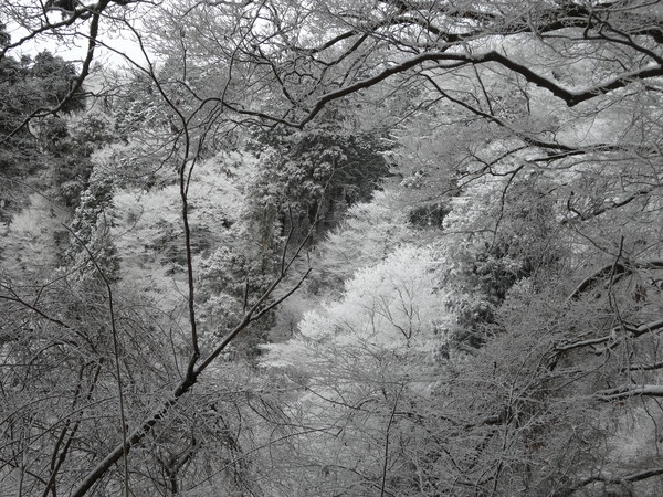 金剛山【ツツジオ谷】：人知れず静寂した登山道に密かに佇む氷瀑_c0066176_22583991.jpg