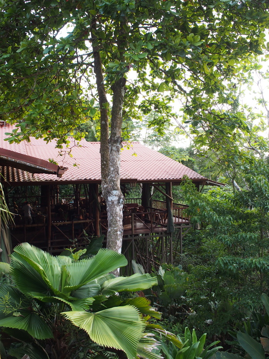 El Remanso Rainforest Wildlife Lodge_f0024978_13531848.jpg