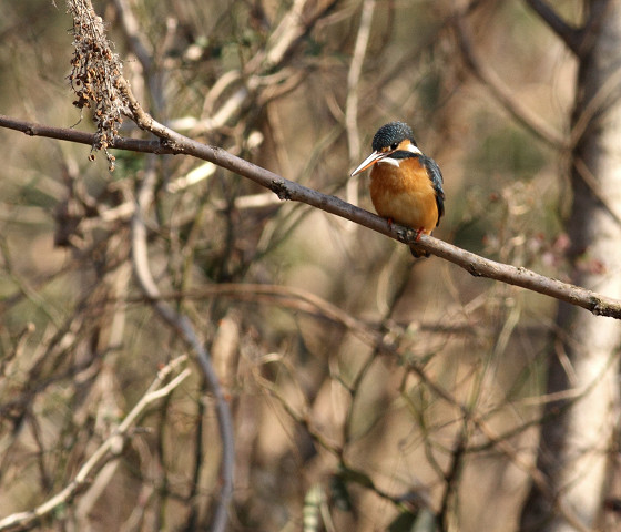 アオジ　Block-faced Bunting_b0227680_19593775.jpg