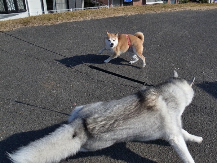続・盛り沢山なお散歩_c0049299_19283721.jpg