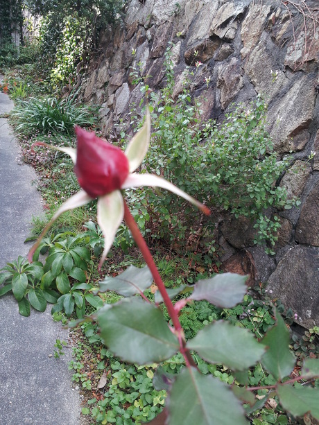 冬に咲く薔薇_f0250403_18554930.jpg