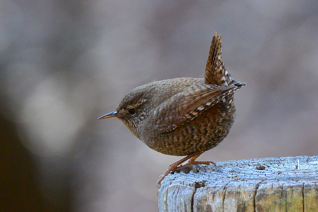 ミソサザイをTAMRON SP 70-200mmF2.8 Di VC USDとNIKON1 V2で_a0031821_17191972.jpg