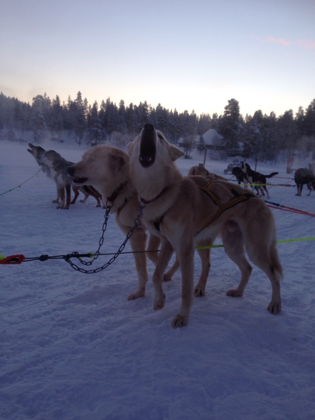 フィンランドその2 犬ぞり~サーリセルカ探訪~オーロラハンティング_b0207724_813388.jpg