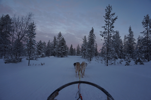 フィンランドその２　犬ぞり～サーリセルカ探訪～オーロラハンティング_b0207724_8135087.jpg