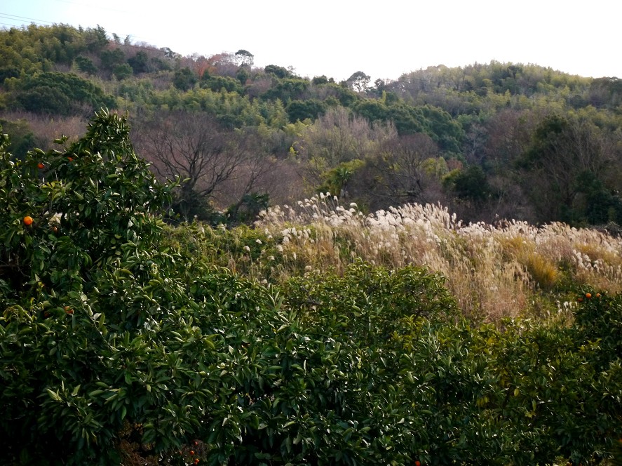 　　里山の風景_b0093754_22361244.jpg