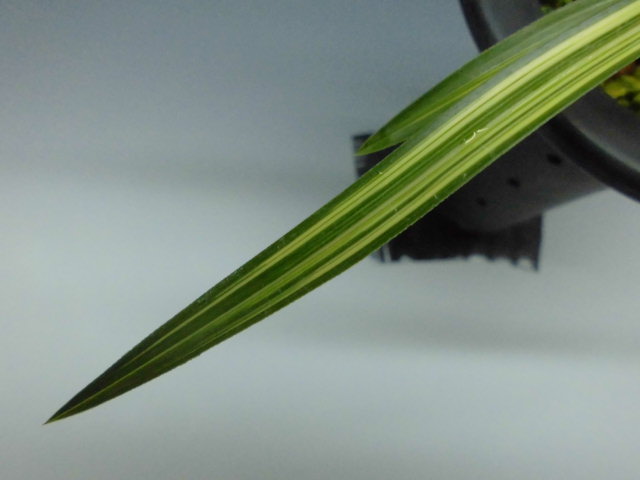 春蘭　韓国春蘭　栄光No.9 Yahoo!オークション - 日本春蘭 韓国春蘭 中国春蘭 濃紅花「日出