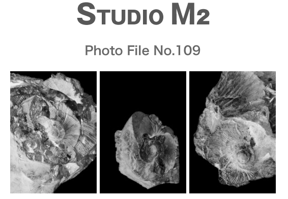 STUDIO M2 Photo File No.109「化石」_a0002672_13404126.jpg