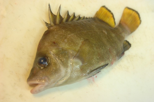 タモリ 魚と海が好き 美味しく食べよう 明石の魚 嵜 ｓａｋｉ