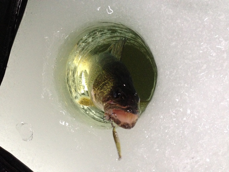 釣行記 『憧れのフィールドのBay of Quinteにウォールアイを釣りに行く』_d0145899_1237586.jpg
