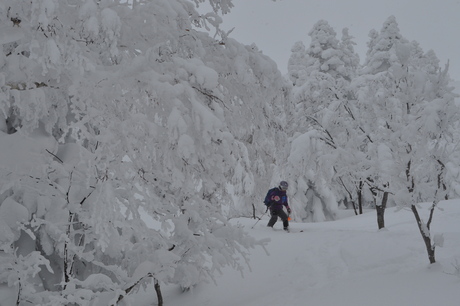 2014年1月18日深雪の八甲田山を楽しむ_c0242406_15551063.jpg