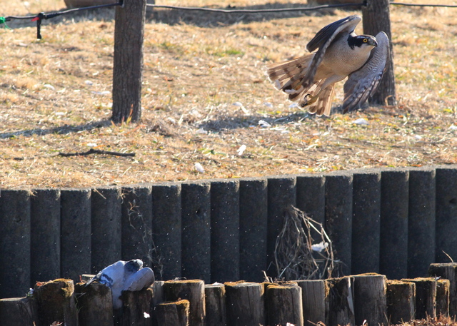 1月21日の水元の野鳥・オオタカ・ダイサギ・モズ_a0272917_2026640.jpg