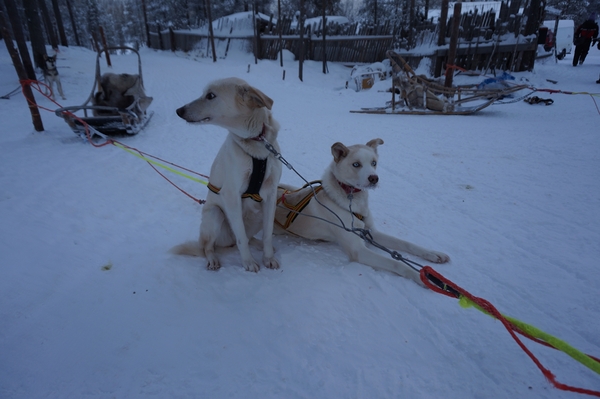 フィンランドその2 犬ぞり~サーリセルカ探訪~オーロラハンティング_b0207724_17222658.jpg