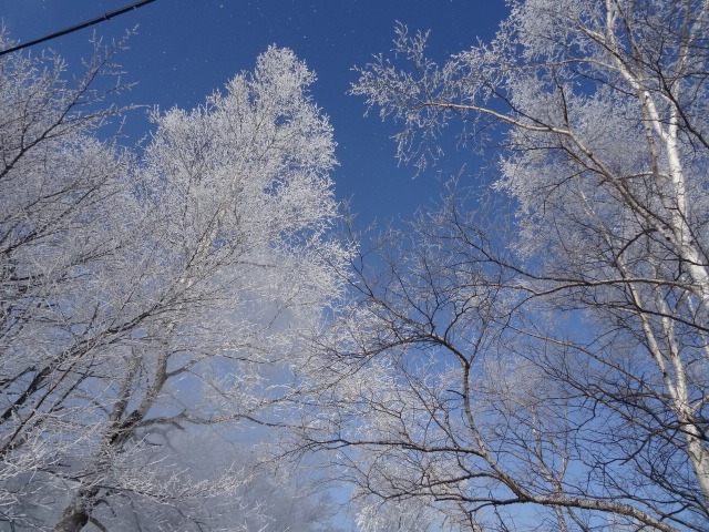 From 北海道～厳冬期～_c0102228_20394160.jpg