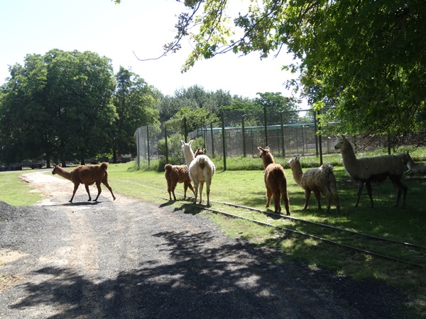 1番怖かったのは!★ルハン動物園（ブエノスアイレス,アルゼンチン）_e0182138_5153035.jpg