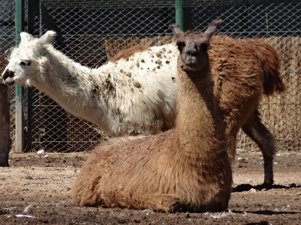 1番怖かったのは!★ルハン動物園（ブエノスアイレス,アルゼンチン）_e0182138_5164458.jpg