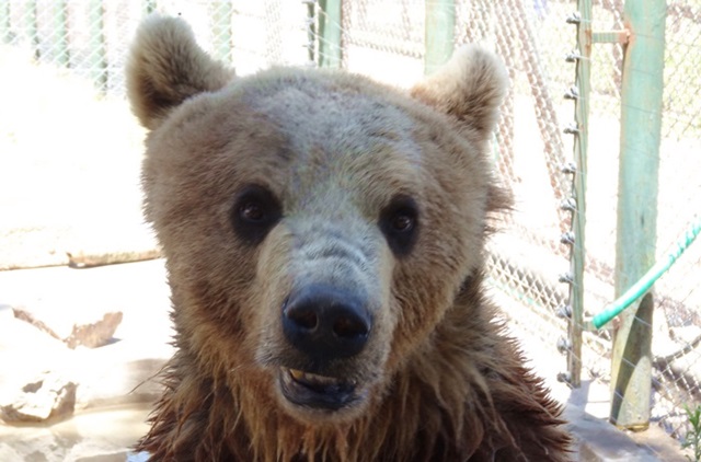 1番怖かったのは!★ルハン動物園（ブエノスアイレス,アルゼンチン）_e0182138_520392.jpg