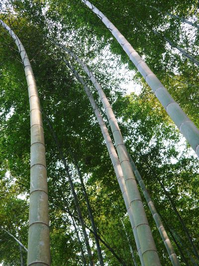 幻の白い「長生たけのこ」 たけのこ畑をプロデュース!その2(どの“親竹”を伐採するのか?)_a0254656_17531652.jpg