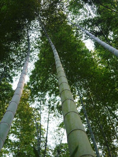 幻の白い「長生たけのこ」 たけのこ畑をプロデュース!その2(どの“親竹”を伐採するのか?)_a0254656_17575332.jpg