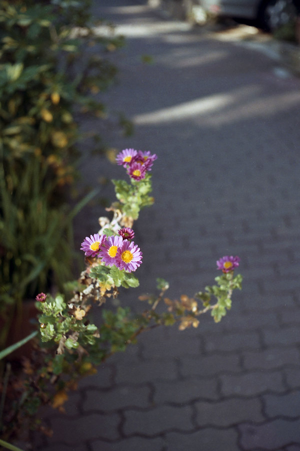 e0101258_2195271.jpg