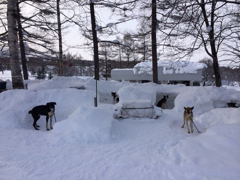 初めての犬ぞり！　☆ルスツリゾート_c0151965_23363481.jpg