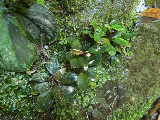 Buce sp 