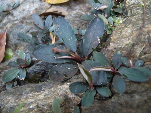 Buce sp 