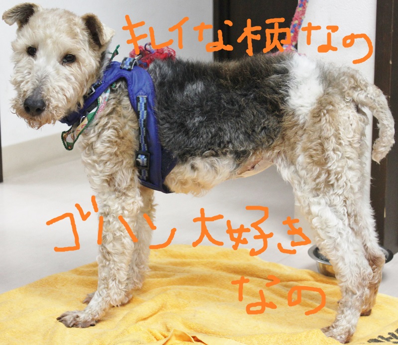 しゃもんⅡ号♥_c0245679_19073885.jpg