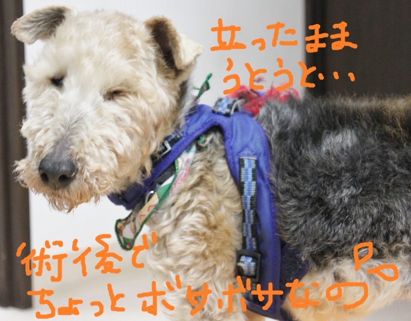 しゃもんⅡ号♥_c0245679_19181144.jpg