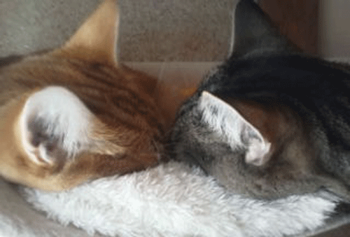 c0193788_9432297.gif