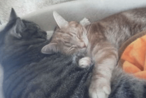 c0193788_9472840.gif