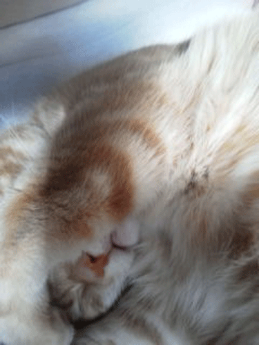c0193788_950286.gif