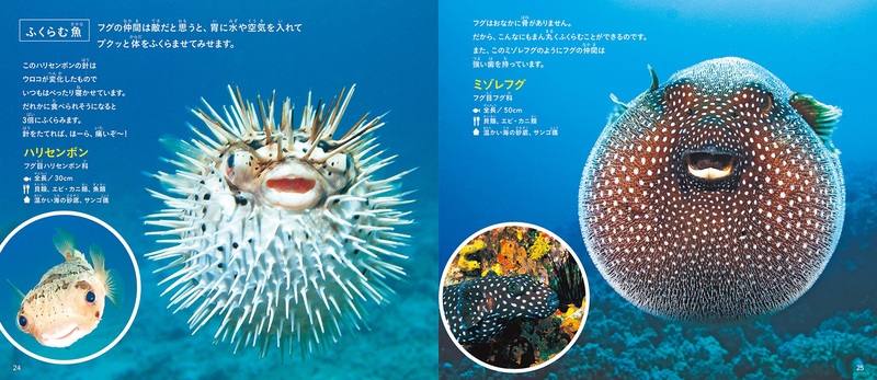 生きものびっくりシリーズ きれいですごい 鳥 きれいですごい 魚 絵本からはじまるすてきな暮らし Ardour