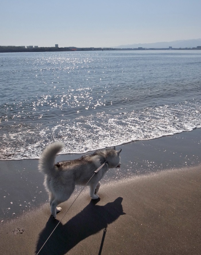 海と遊ぼう! 南国の冬_c0049299_2045316.jpg