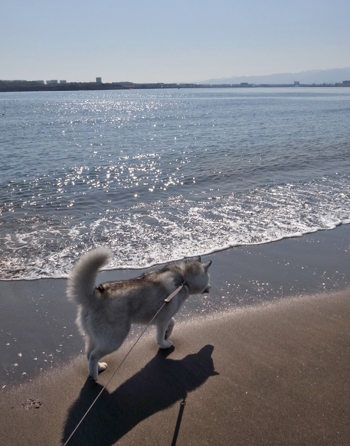 海と遊ぼう！　南国の冬_c0049299_2045316.jpg