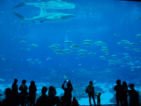 Georgia Aquariumの写真_e0192702_9124617.jpg