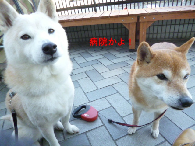 e0131506_10361669.jpg