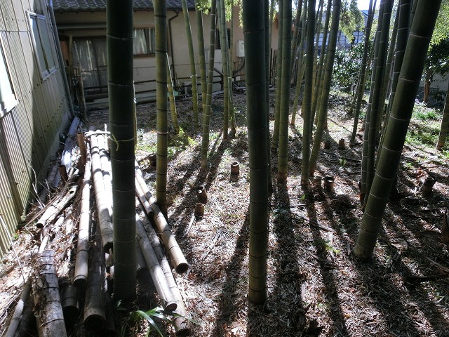 汗が噴き出る どんどん焼きの竹伐り_f0141310_8211527.jpg