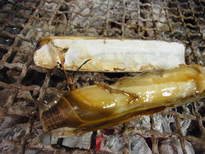 潮煮_f0157910_15331440.jpg
