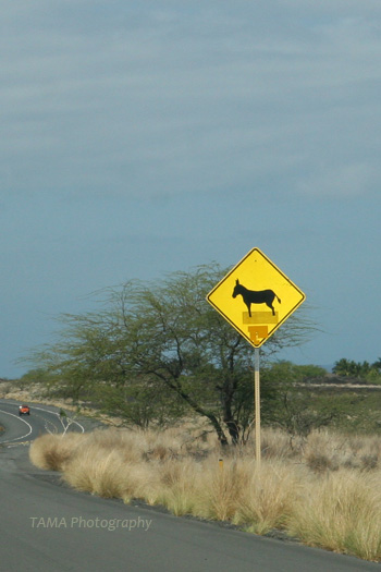 c0024729_21040734.jpg