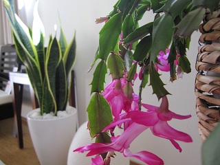 c0051529_12132195.jpg