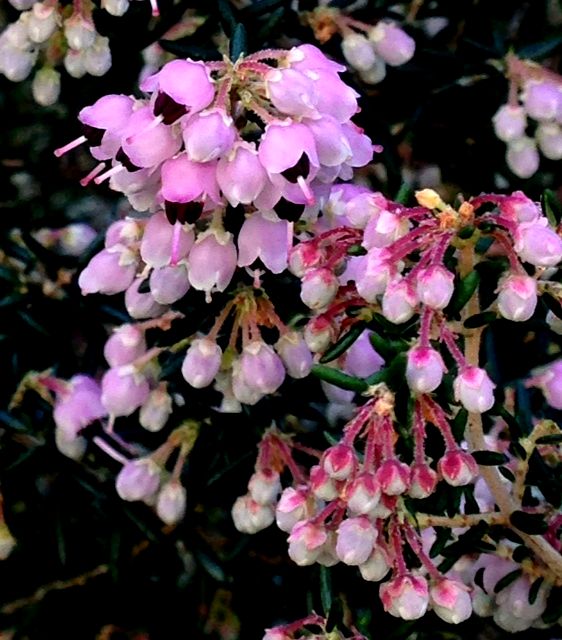 e0149934_2191351.jpg