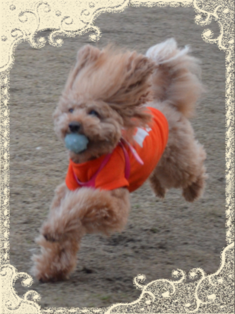 a0286340_22363269.png