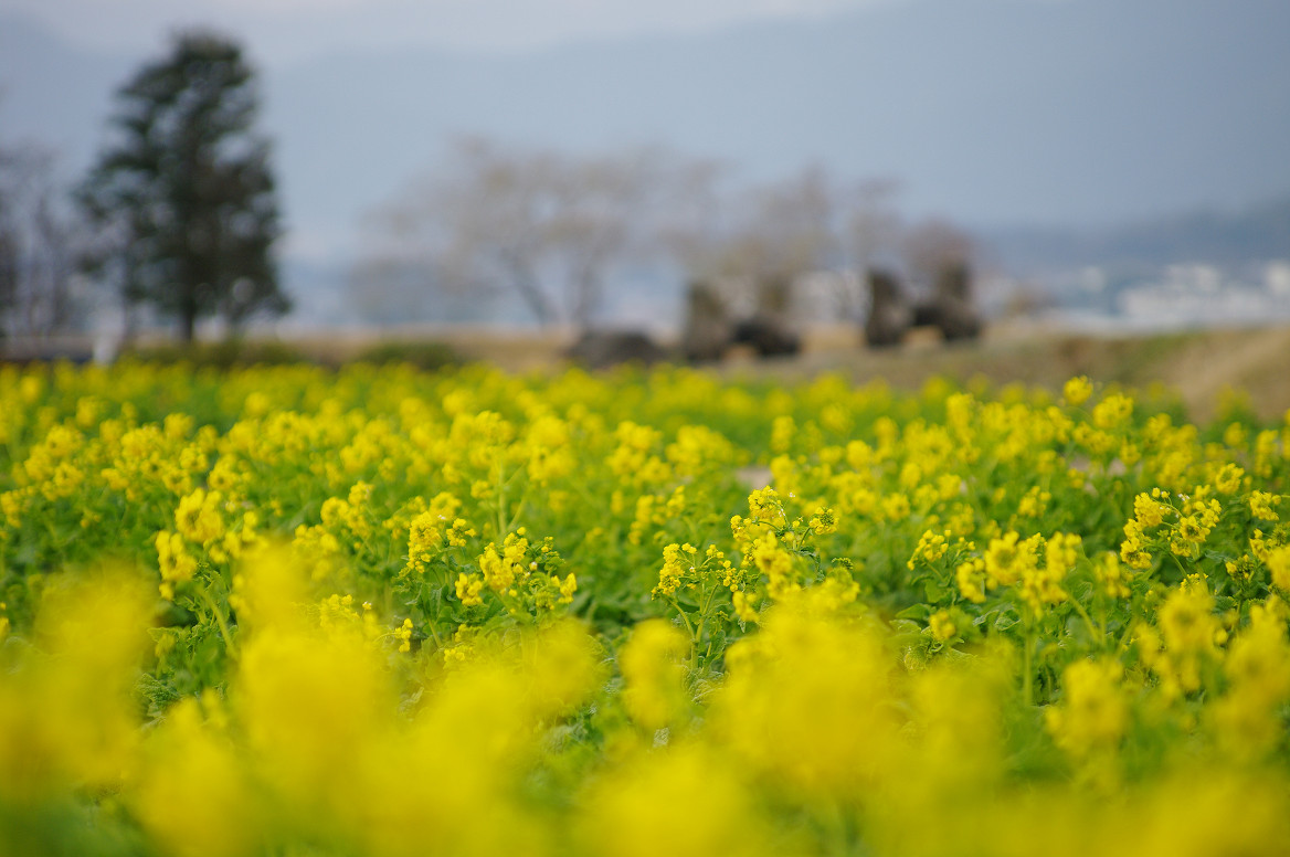もう春か!? 守山 なぎさ公園..._f0152550_21483218.jpg