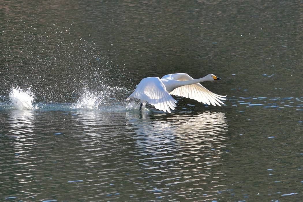 白鳥 ⑥_b0223668_824462.jpg