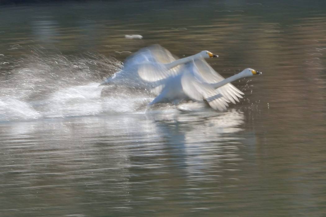 白鳥 ⑥_b0223668_825145.jpg