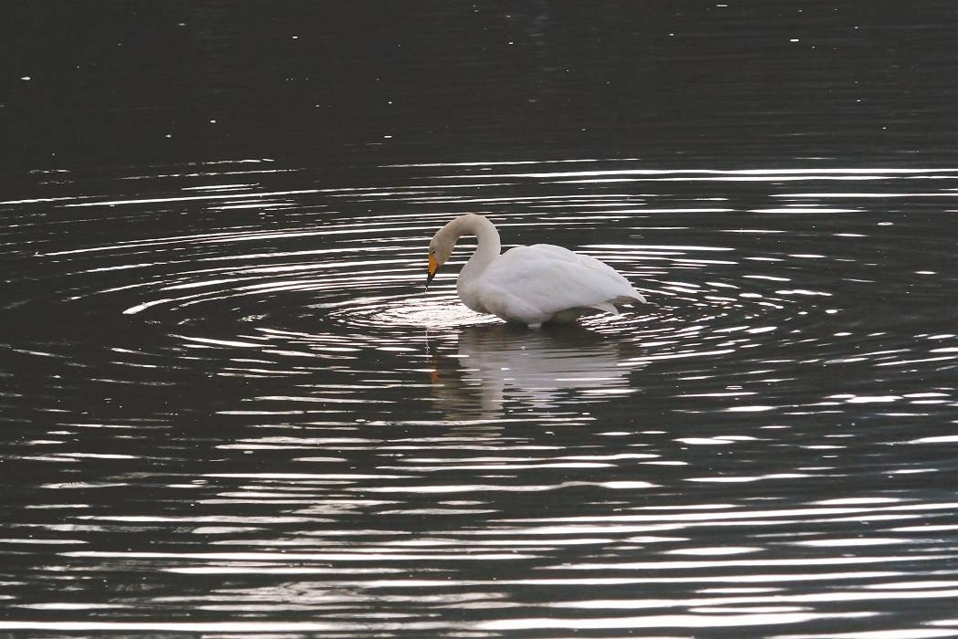 白鳥 ⑥_b0223668_8253663.jpg