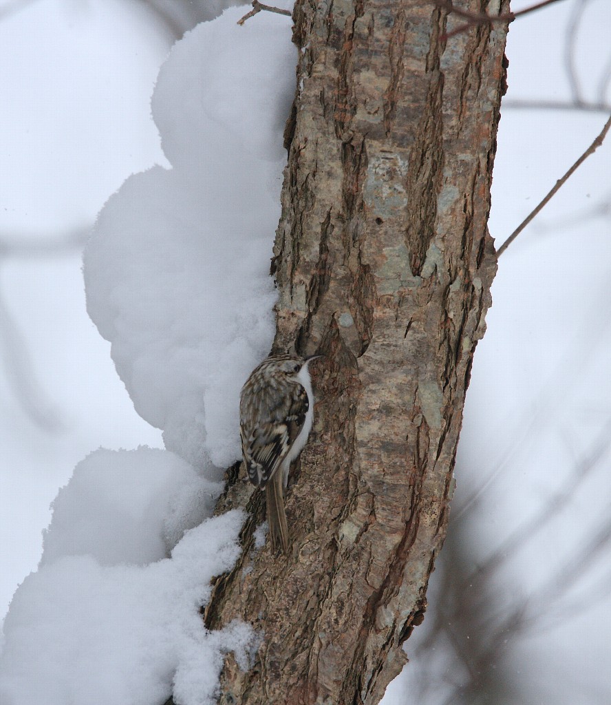 2014年1月雪と鳥シリーズその８：　雪の中のキバシリ_f0105570_20522551.jpg