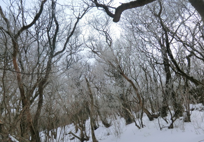 No327 富士南山麓・愛鷹山系最高峰・越前岳_b0185573_21303785.jpg